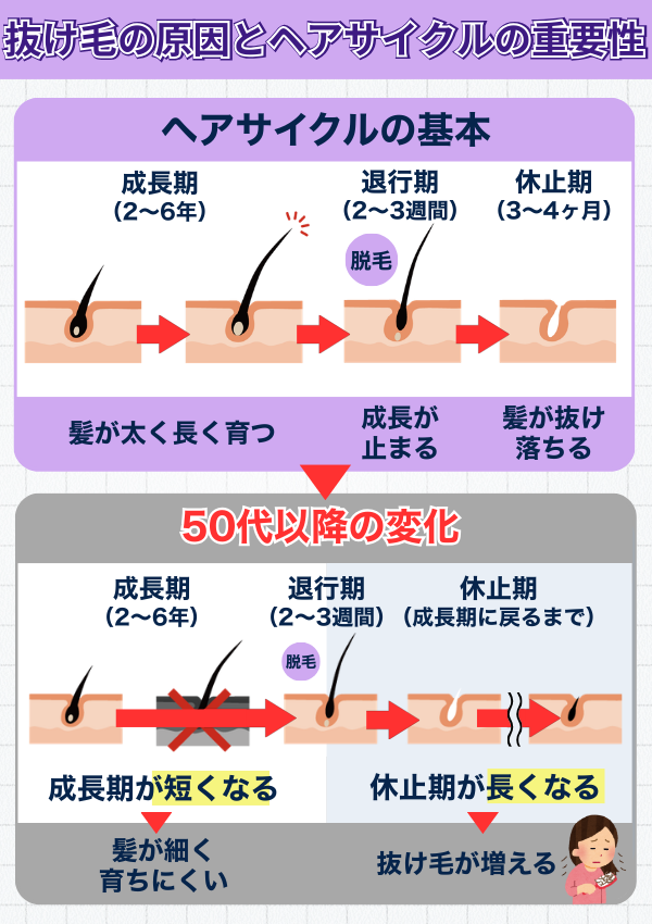 ヘアサイクルの乱れと抜け毛の関係